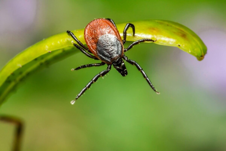 Tick tick tick: Our risks of life-sapping Lyme disease multiply because of MNCPPC’s multi-year mismanagement and neglect of Rock Creek Park